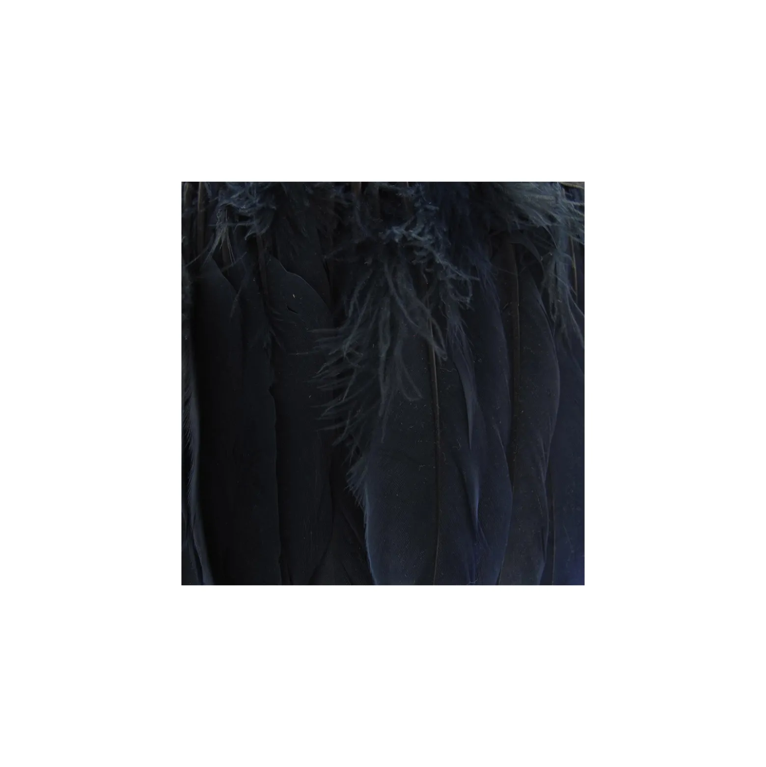 Galon Plumes Marine14cm x 20cm